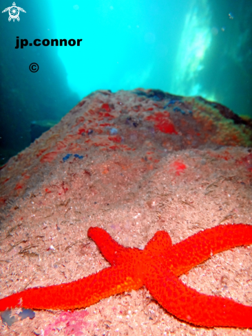 A Echinaster sepositus | Etoile de mer rouge