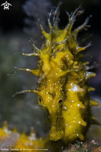 A hippocampus guttulatus | Yellow Seahorse