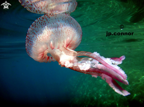 A Pelagia noctiluca | Méduse Pélagique