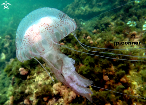 A Pelagia noctiluca | Méduse Pélagique