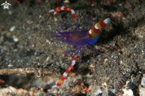 A Stenopus tenuirostris | Blue Coral Banded Shrimp