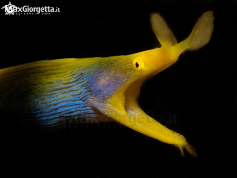 A juvenile ribbon eel yellow/royal