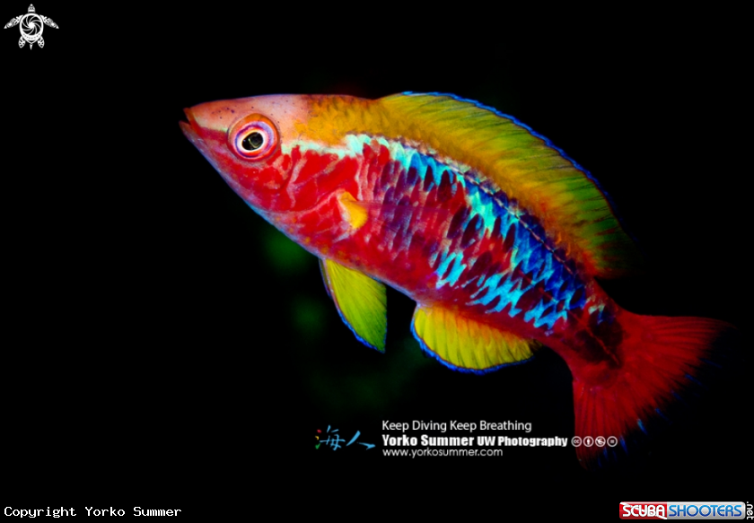 A Lubbock's Fairy Wrasse