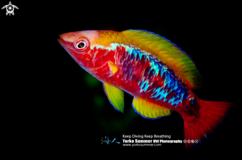 A Cirrhilabrus lubbocki | Lubbock's Fairy Wrasse