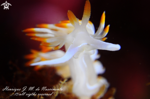 A Flabellina babai | Nudi