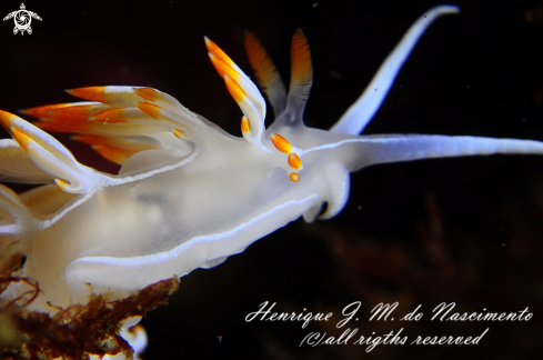 A Flabellina babai | Nudi