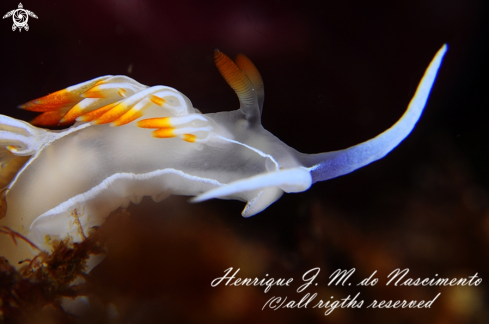 A Flabellina babai | Nudi