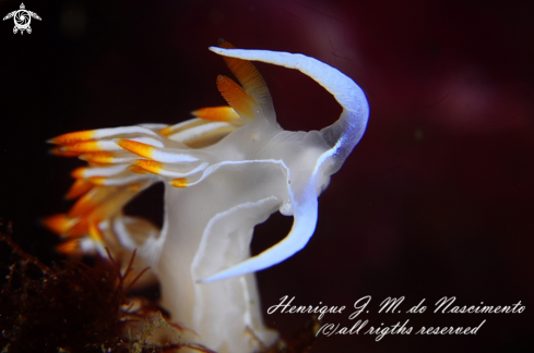 A Flabellina babai | Nudi