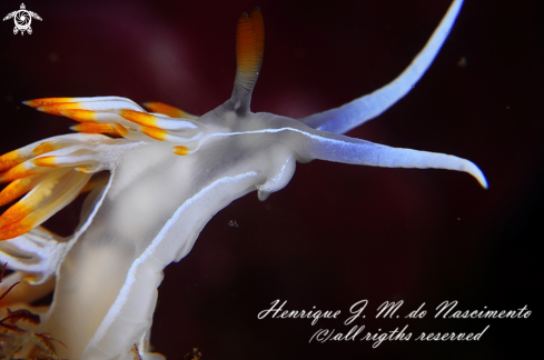 A Flabellina babai | Nudi