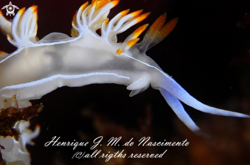 A Flabellina babai | Nudi