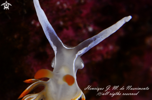 A Flabellina babai | Nudi