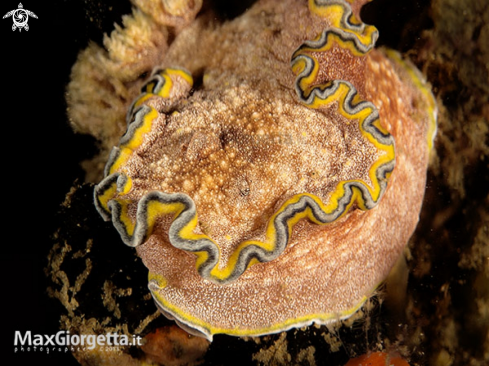 A glossodoris cincta