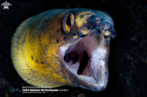A Ophichthus cephalozona | Blacksaddle Snake Eel