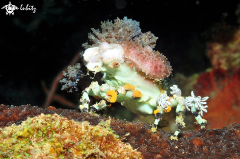 A Decorator crab