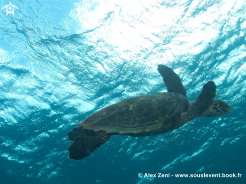 A Hawksbill turtle