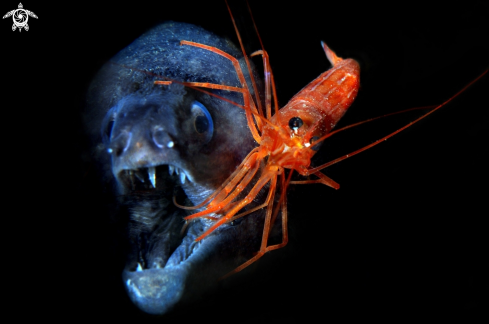 A - Lysmata seticaudata - Muraena Helena | Gambero pulitore su Murena - Lysmata seticaudata - Muraena Helena