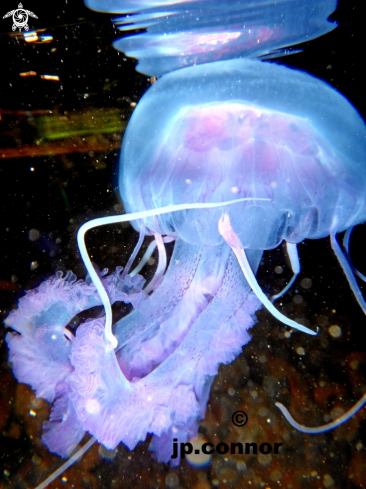 A Pelagia noctiluca | Méduse Pélagique