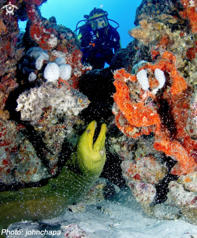 A Moray Eel & Diver
