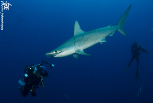 A Hammerhead