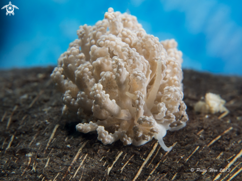 A Phyllodesmium tuberculatum