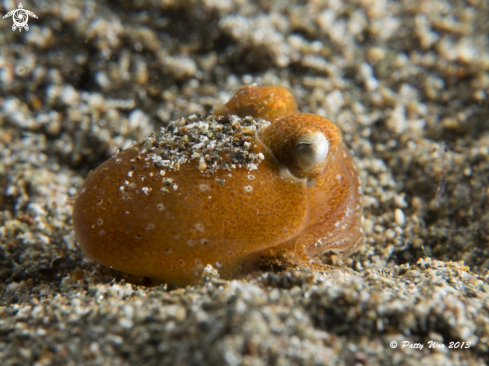 A Bobtail squid