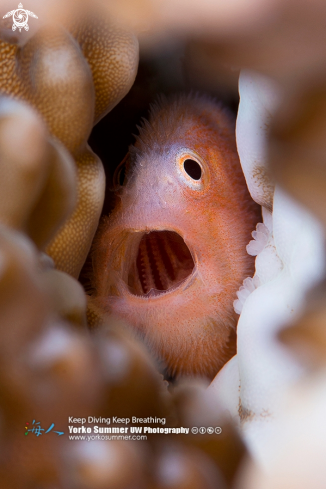 A Coralgoby