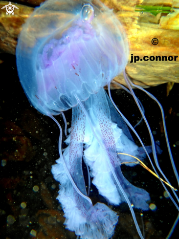 A Pelagia noctiluca | Méduse Pélagique