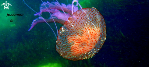 A Pelagia noctiluca | Méduse Pélagique