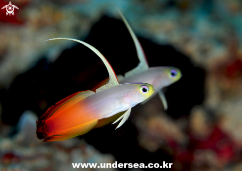 A red fire goby