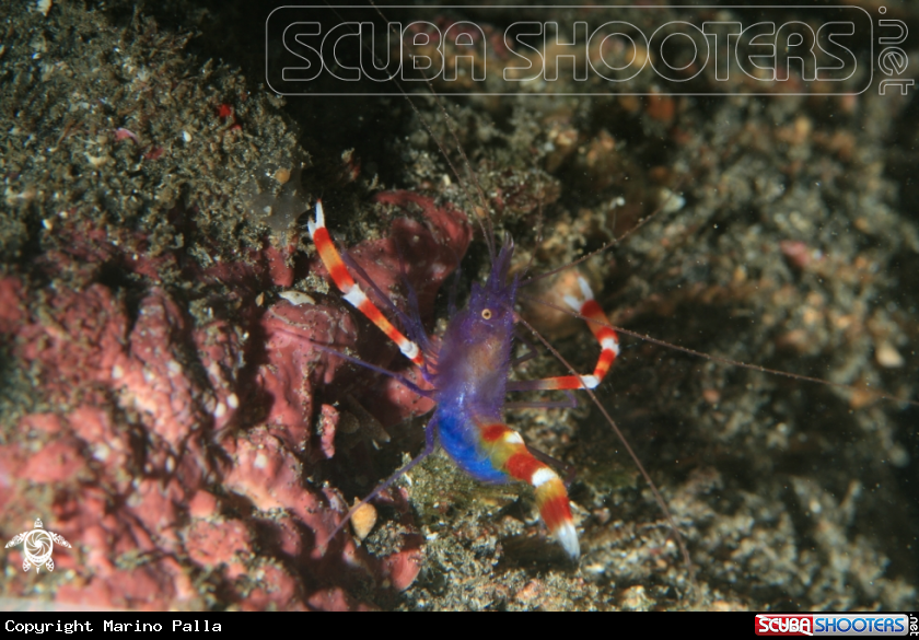 A Blue Coral Banded Shrimp