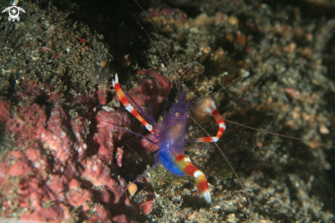 A Blue Coral Banded Shrimp