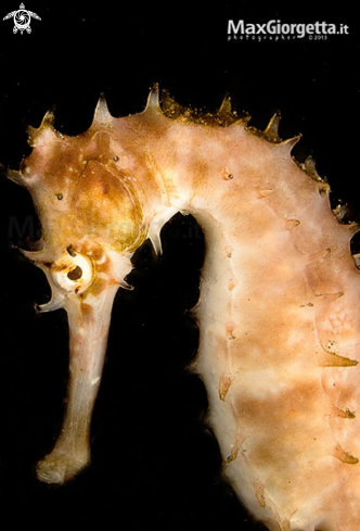 A white sea horse