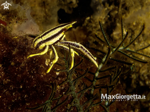 A Squat lobster