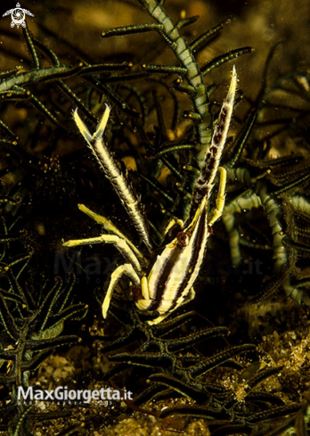 A squat lobster