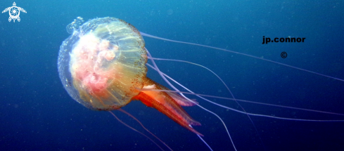 A Pelagia noctiluca | Méduse Pélagique