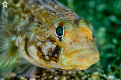 A Gobius geniporus | Ghiozzo geniporo