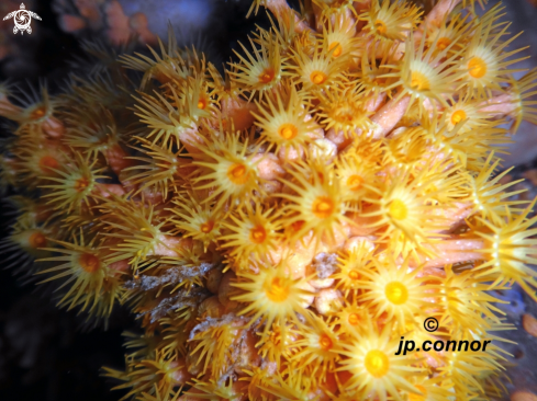 A Parazoanthus axinellae | Anémone encroûtante jaune