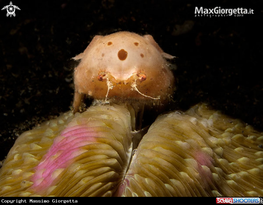 A Stegocephalidae amphipod