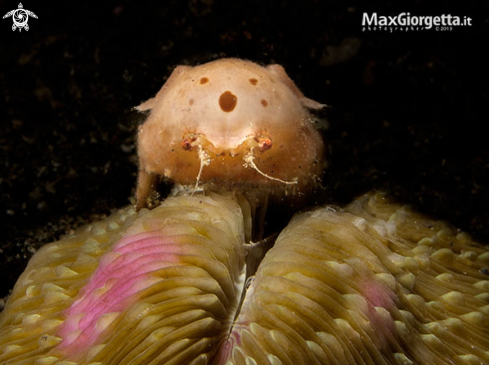 A Stegocephalidae amphipod