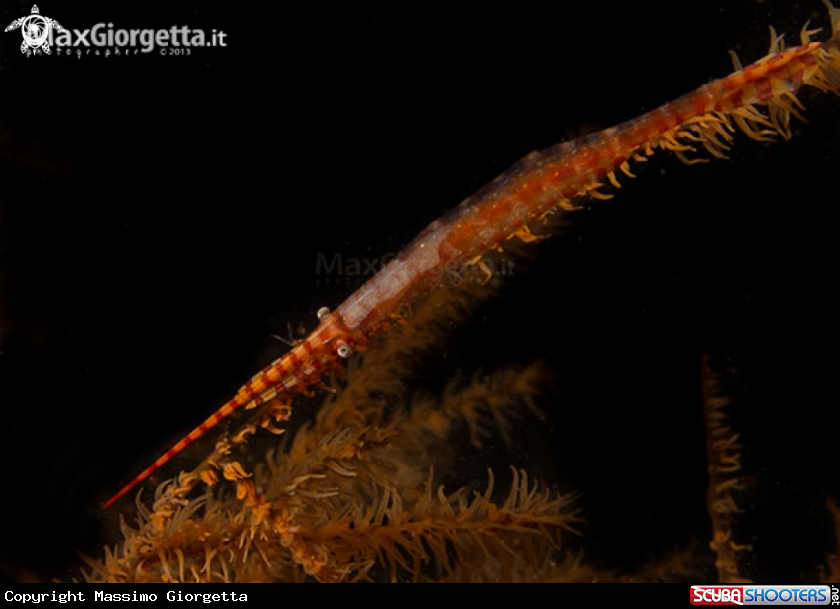 A Sawblade Shrimp