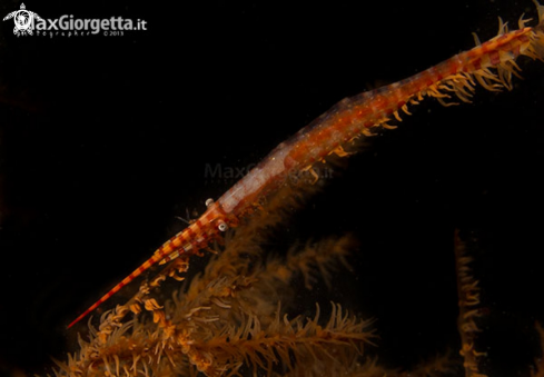 A Sawblade Shrimp