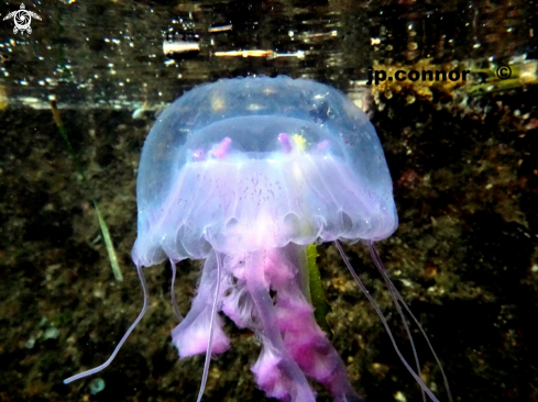 A Pelagia noctiluca | Méduse Pélagique