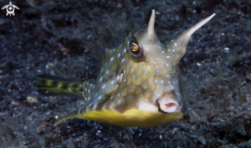 A underwater creature