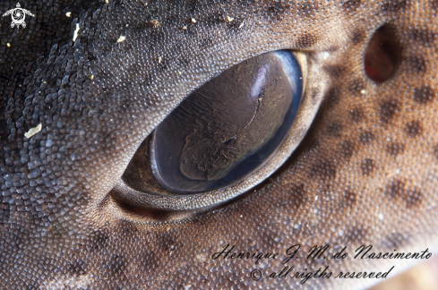 A Scyliorhinus canicula | Shark - Tubarão