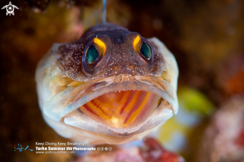 A Yellowbarred Jawfish