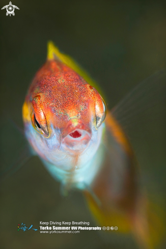 A Pencil Wrasse Female