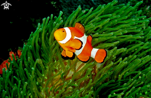 A anemone fish