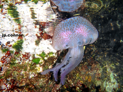 A Pelagia noctiluca | Méduse Pélagique