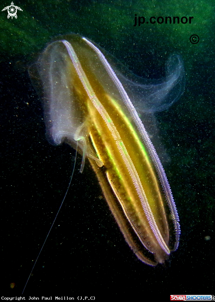 A Ctenophora