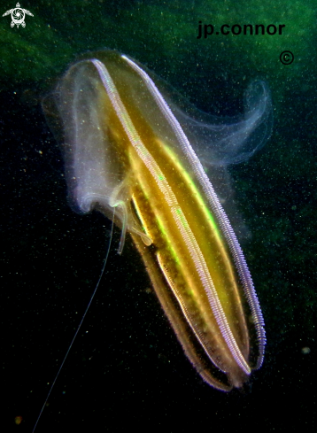 A Ctenophora